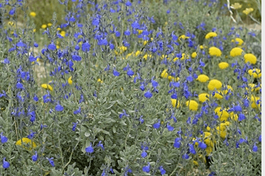 Des images de diff�rentes plantes